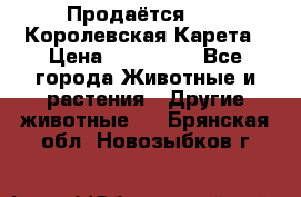 Продаётся!     Королевская Карета › Цена ­ 300 000 - Все города Животные и растения » Другие животные   . Брянская обл.,Новозыбков г.